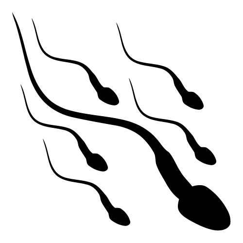 Sperm clip art