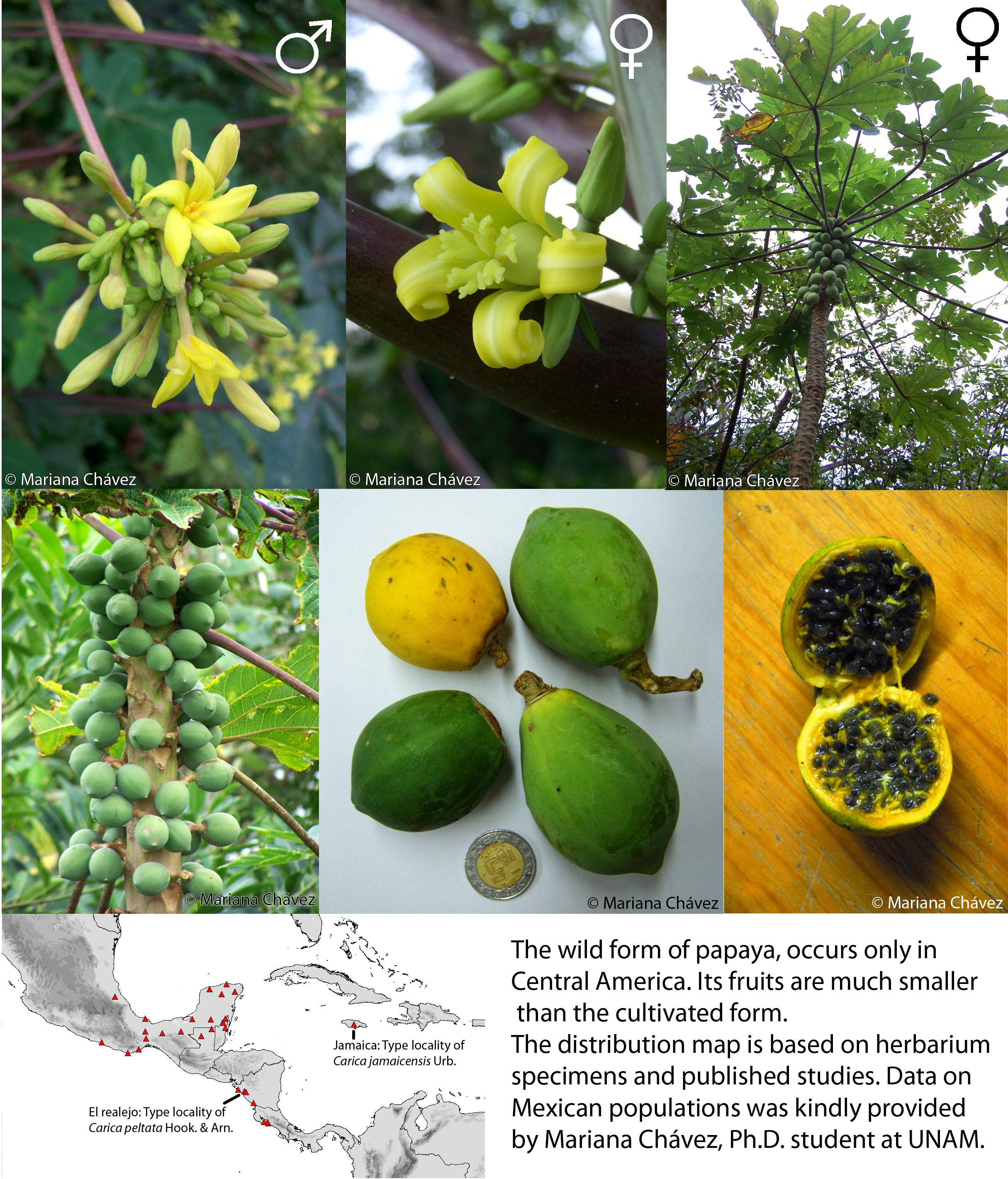 Light Y. reccomend Bisexual female fruit papaya plant shape