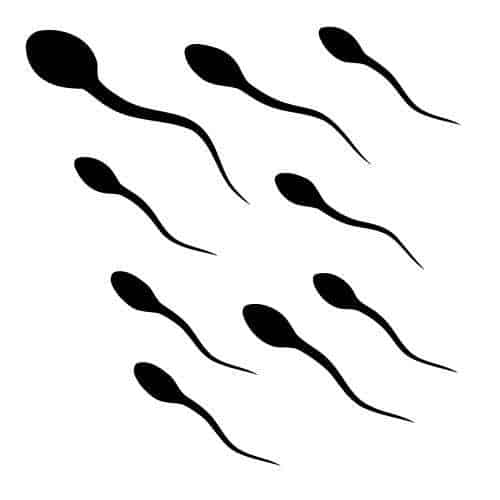 Sperm clip art