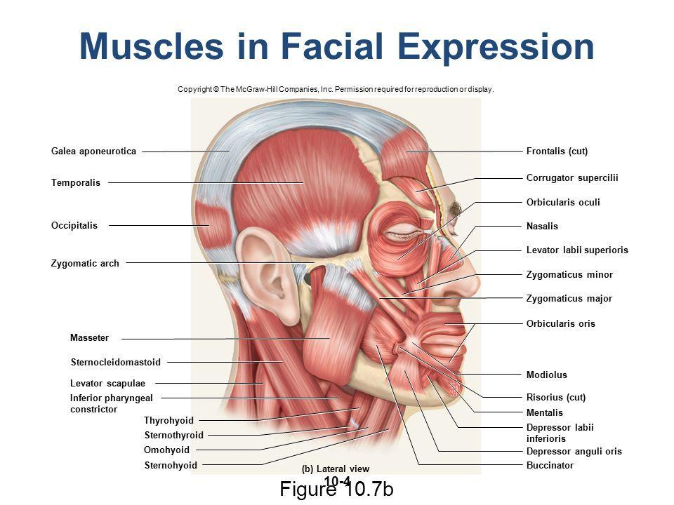 best of Expression Muscle of the facial