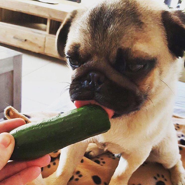 Bullet reccomend Why pugs lick