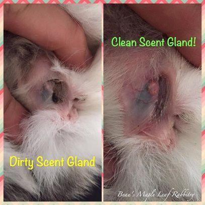 best of Cleaning gland Cats anal