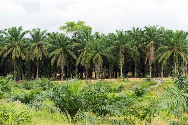best of Uk palm Asian plantations