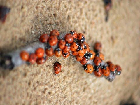 Asian lady beetles bite