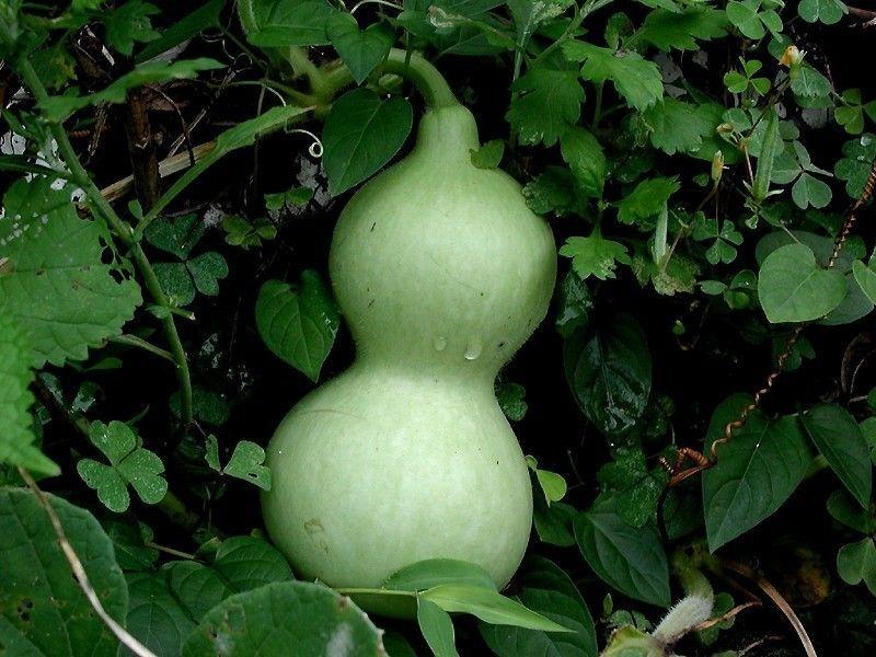 Gourds will not mature on vine