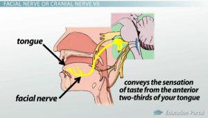 best of And Facial swallowing nerve