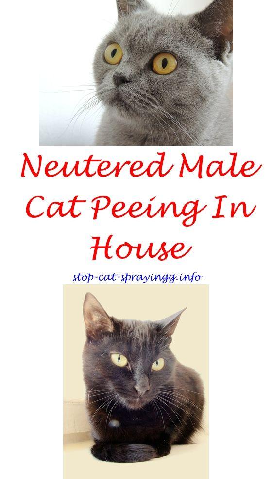 Keep cats from peeing on furniture
