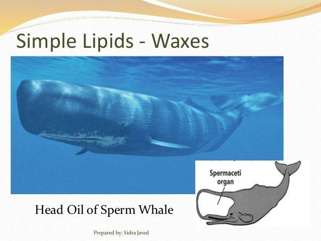 best of Sperm whales in Triacylglycerides