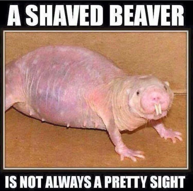 best of A shaved beaver Like