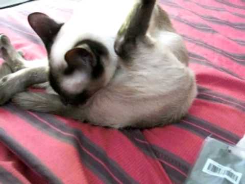 Why a cat licks his butt
