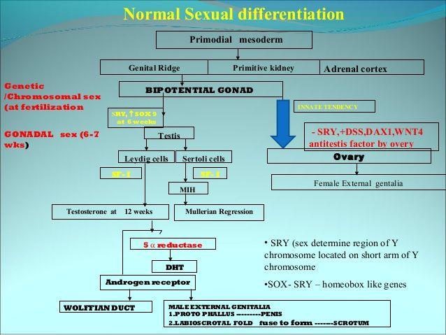Sexual differentiation in fish
