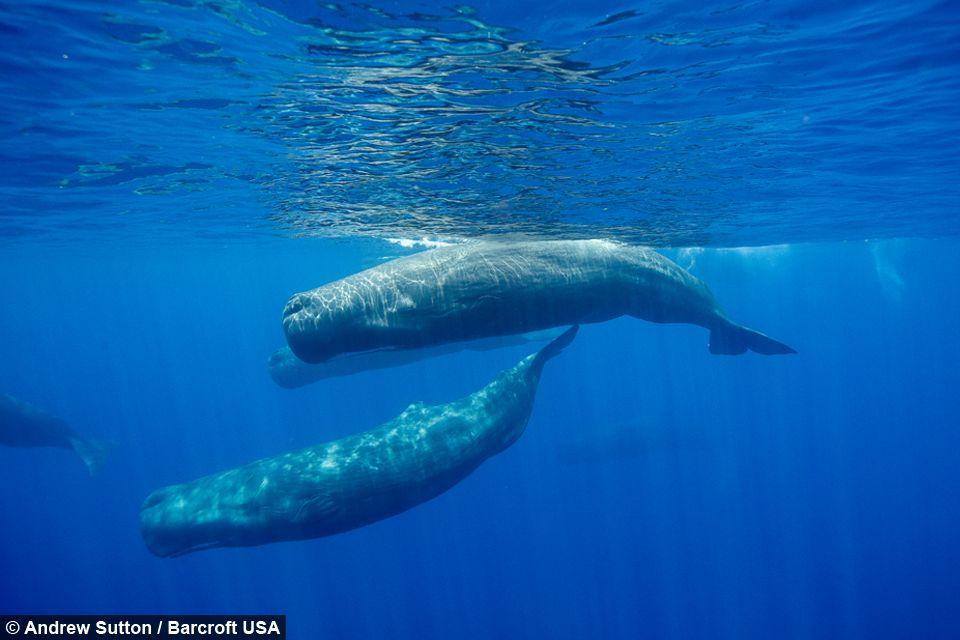 Combo reccomend Height length sperm whale