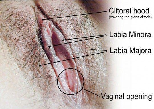Lifting hood on clitoris