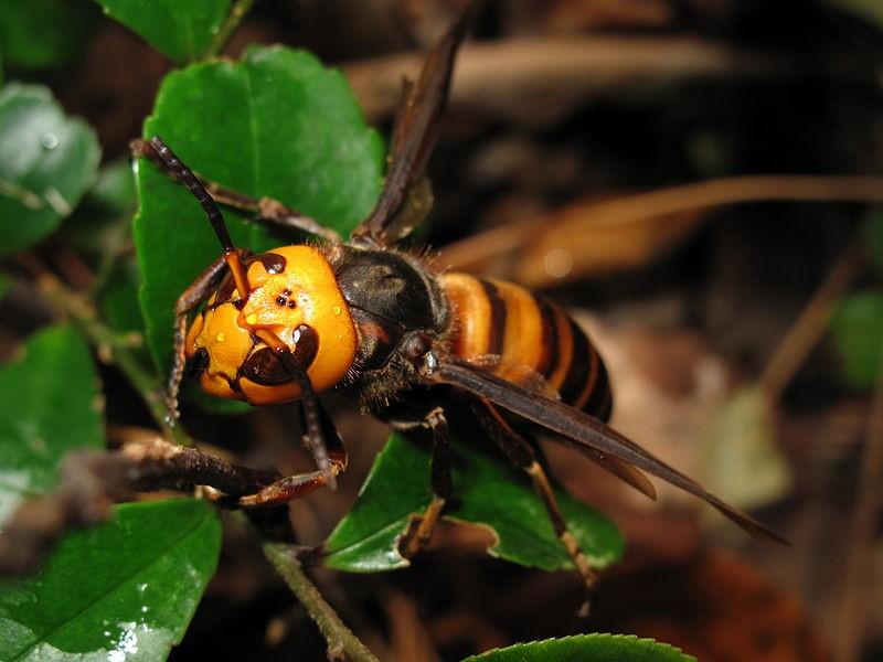 Halfback reccomend Asian giant hornet science journals