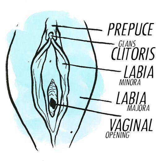 best of The clitoris to Guide