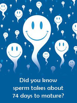 How long till sperm fully restored