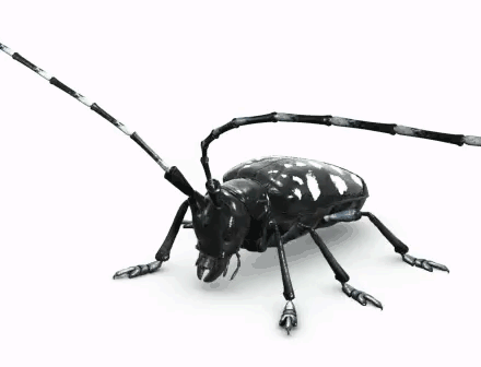 best of Pest Asian longhorned beetle