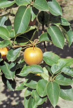 best of Pears to fireblight resistant Asian