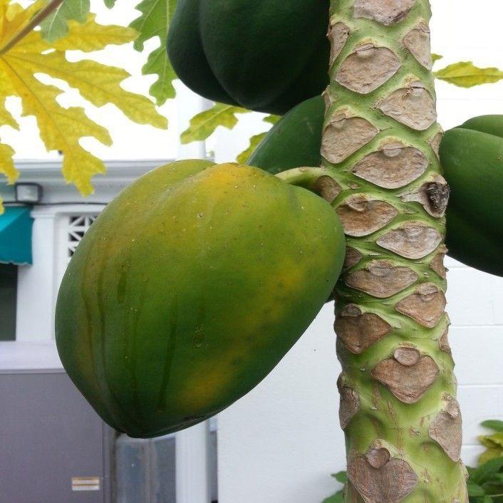 Slap H. reccomend Bisexual female fruit papaya plant shape