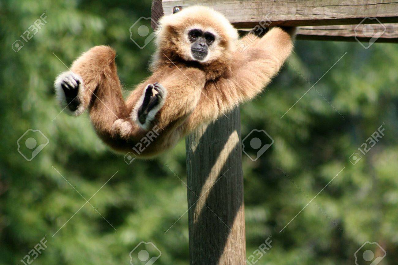 Monkey picture swinging