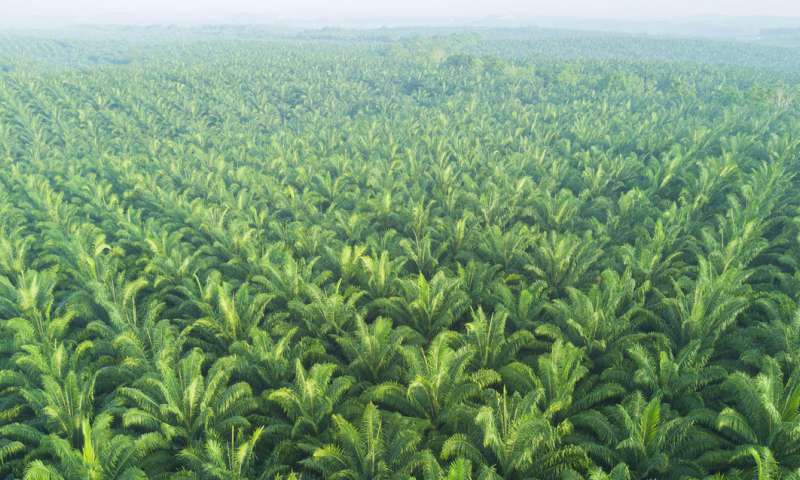 Asian plantations palm uk