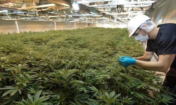 best of Marijuana growing Amateur
