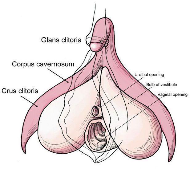 Wonder W. reccomend Anatomia del clitoris