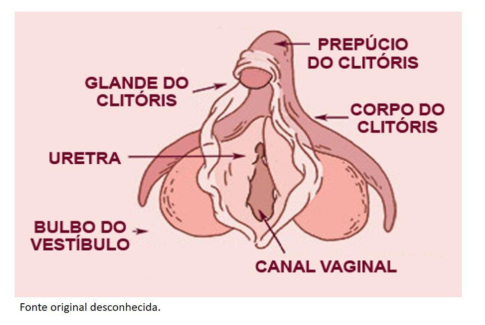 best of Clitoris Anatomia del