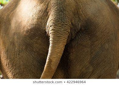 Goldfish reccomend Anus ass butt elephant rectum