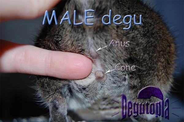 best of Difference male female body Anus