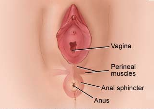 Anus penetrate womens