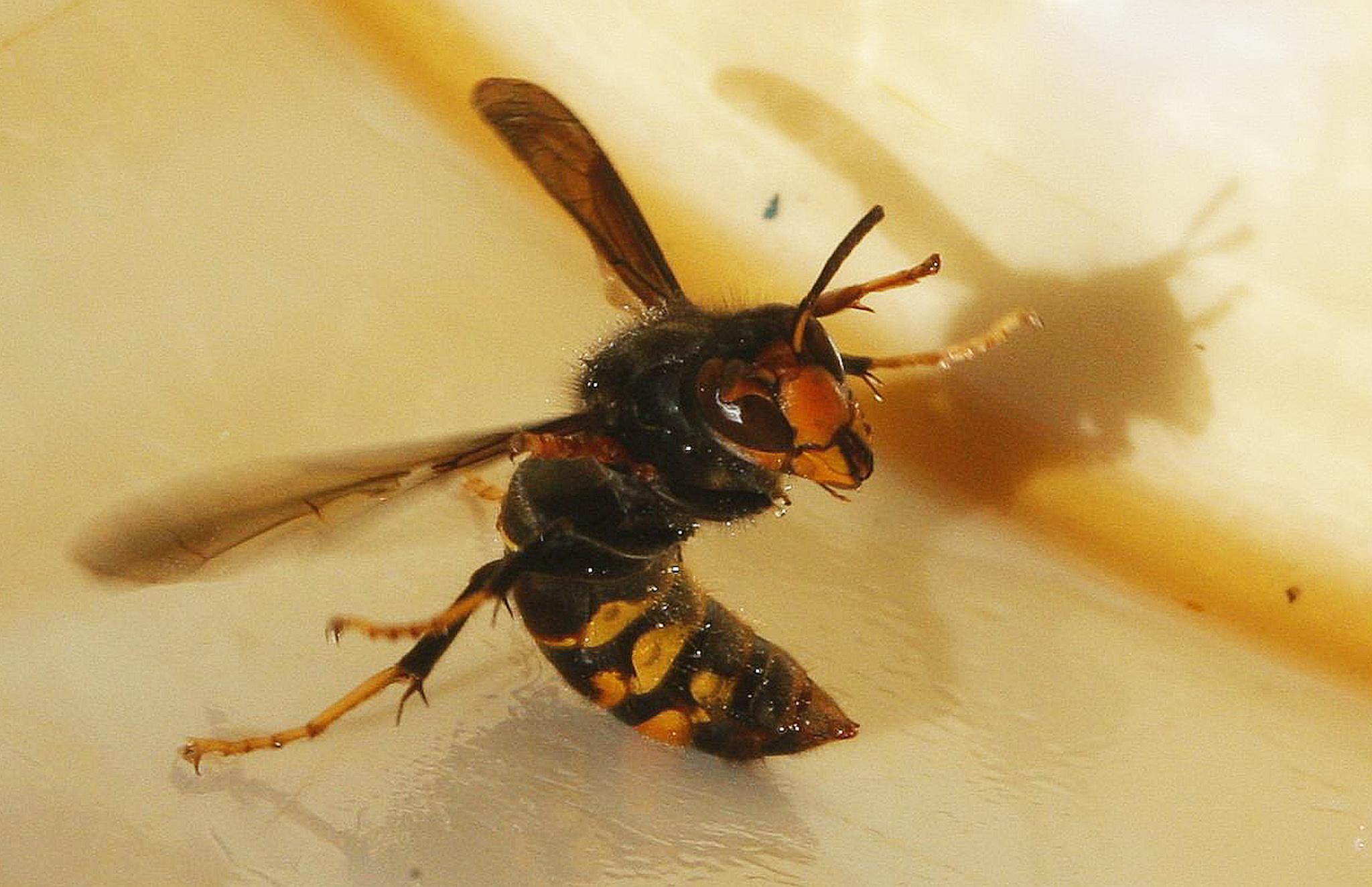 best of Journals Asian giant hornet science