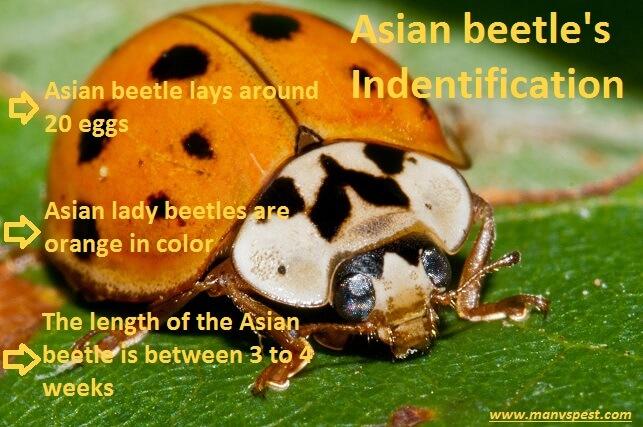 best of Beetle facts lady Asian