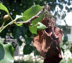 Asian pears resistant to fireblight