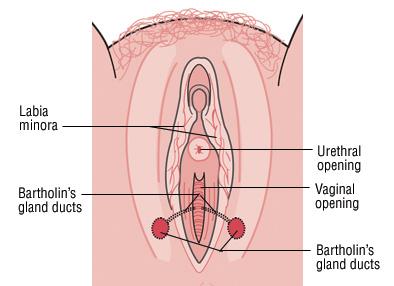 best of Spot in vulva Hard