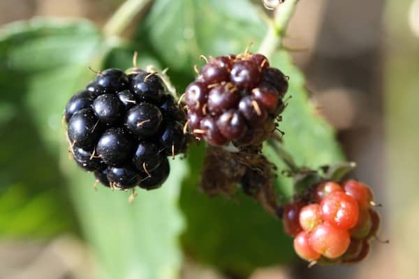 Berries that mature in september
