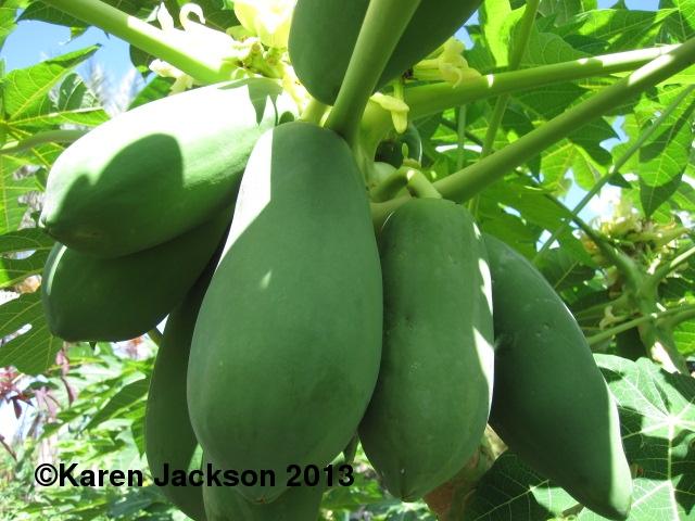 best of Papaya fruit shape plant female Bisexual
