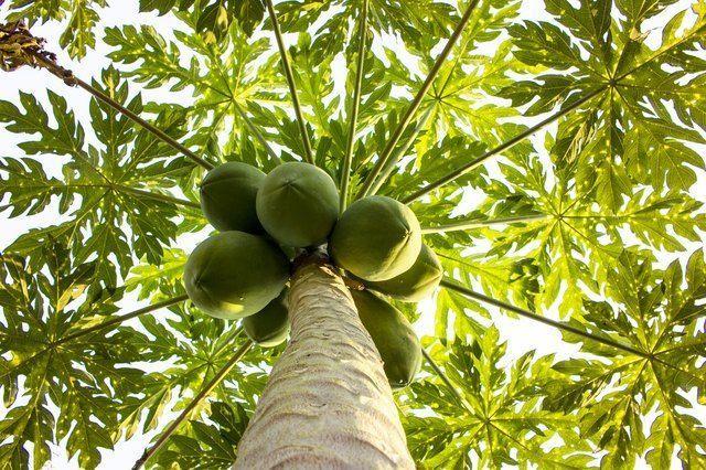 best of Papaya fruit shape plant female Bisexual