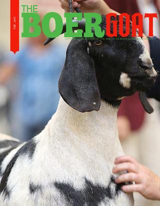 Batgirl reccomend Boer goat sex organ