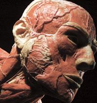 Cadaver facial muscles