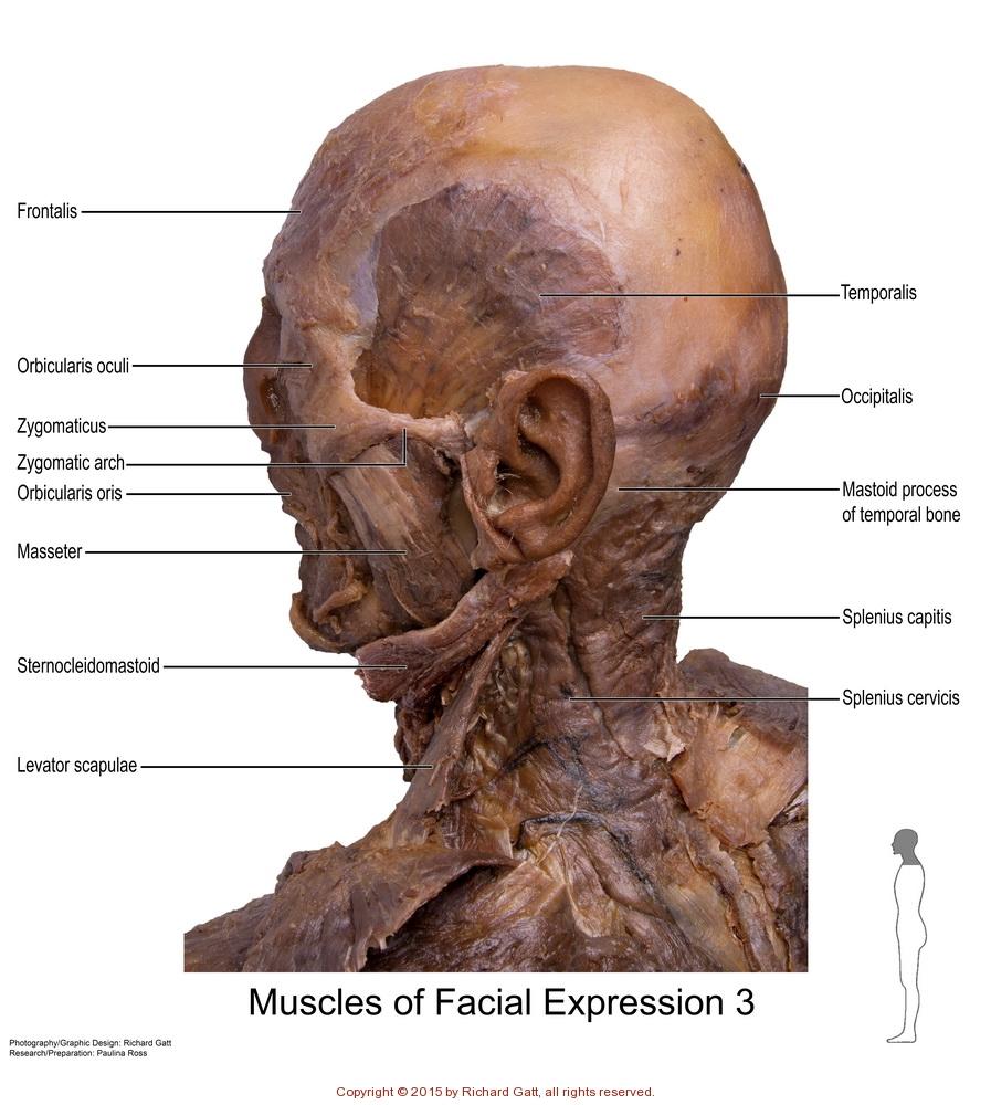best of Muscles Cadaver facial