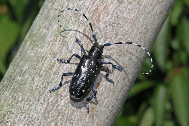 Asian longhorned beetle pest