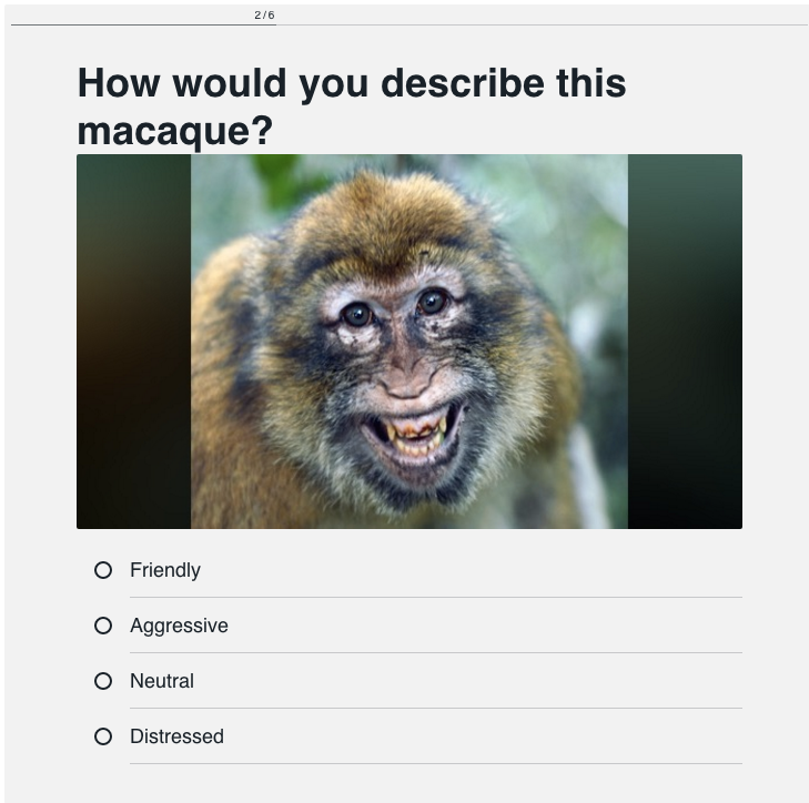 best of Facial expressions Macaque