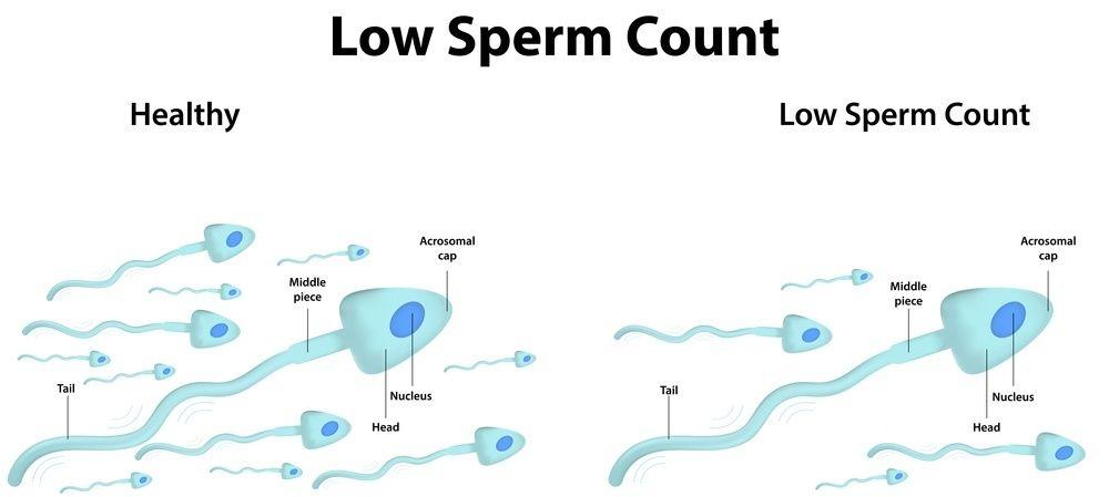 best of Number in average count The sperm