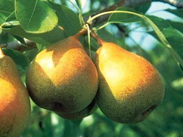 best of Pears to fireblight resistant Asian