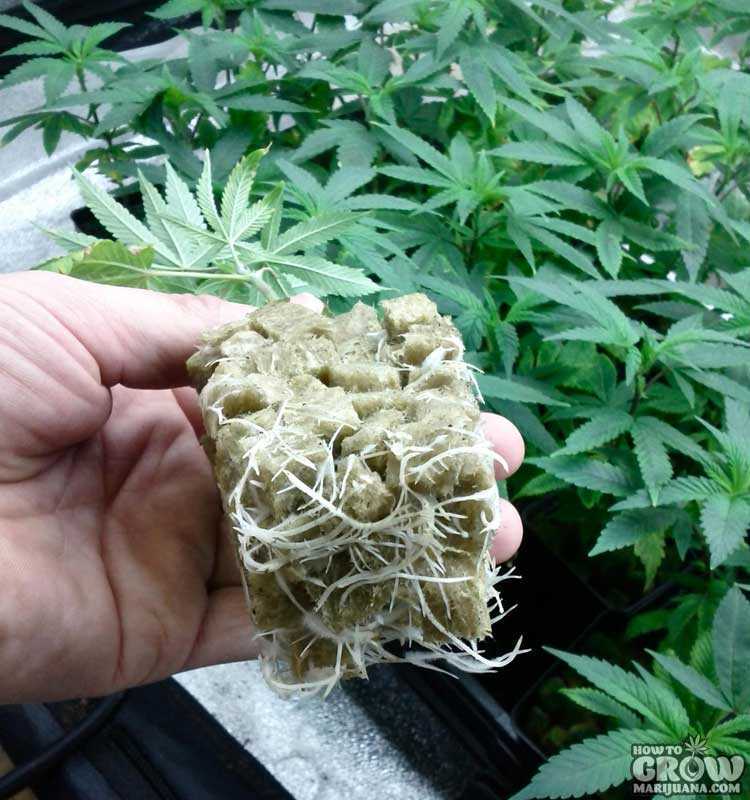 best of Marijuana growing Amateur