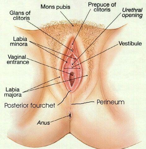 Erotic vagina picutres