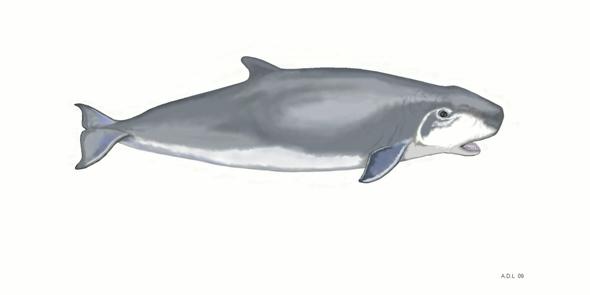 Pygmy sperm whale live