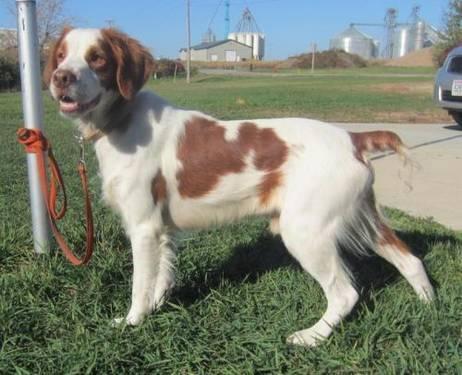 TD reccomend Adult brittany spaniel