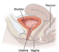 Raptor reccomend Female medical peeing picture